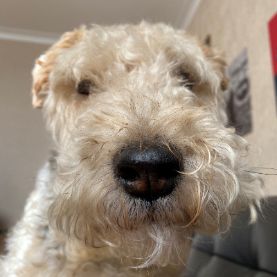 Headshot of Lucky, his dog